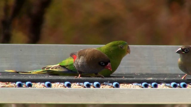 Beautiful Firetail - ML200892371