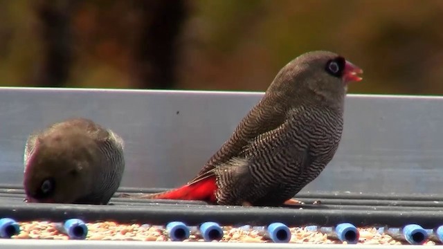 Beautiful Firetail - ML200892381