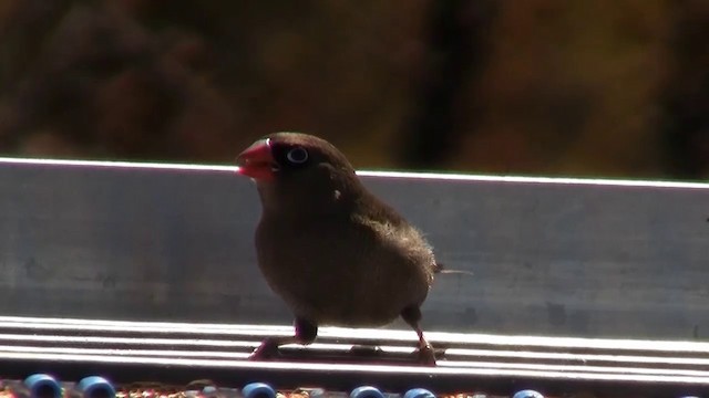 Beautiful Firetail - ML200892451