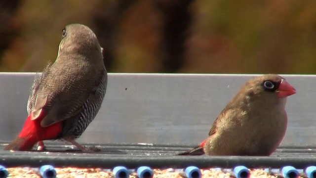 Beautiful Firetail - ML200892461