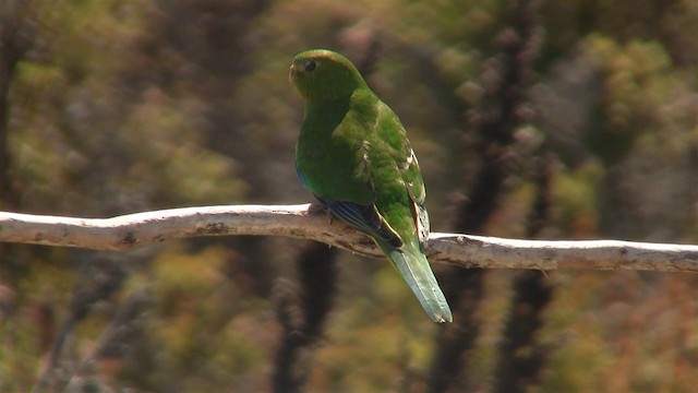 Periquito Ventrinaranja - ML200892481