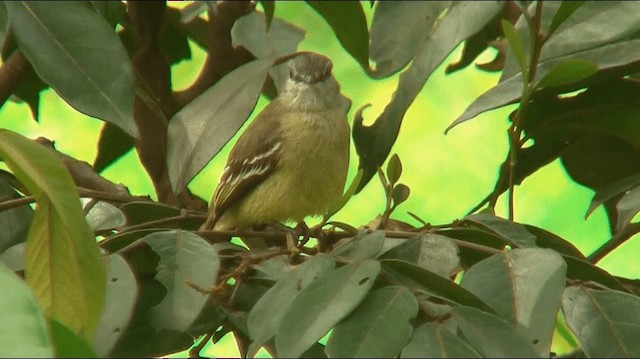 Yellow-crowned Tyrannulet - ML200892891