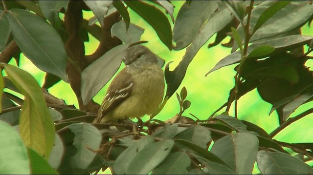 Yellow-crowned Tyrannulet - ML200892901