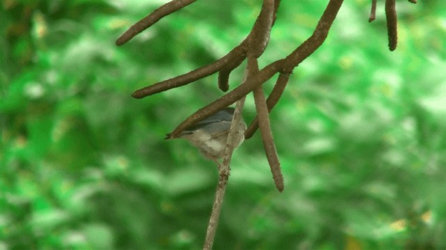 Bicolored Conebill - ML200893021