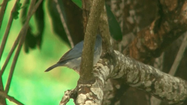 Bicolored Conebill - ML200893031