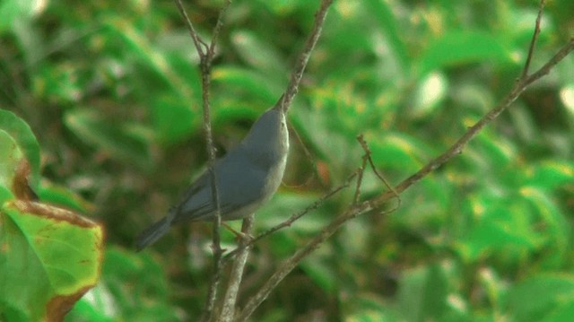 Bicolored Conebill - ML200893041