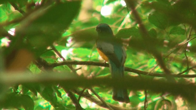 Amazonian Black-throated Trogon - ML200893061