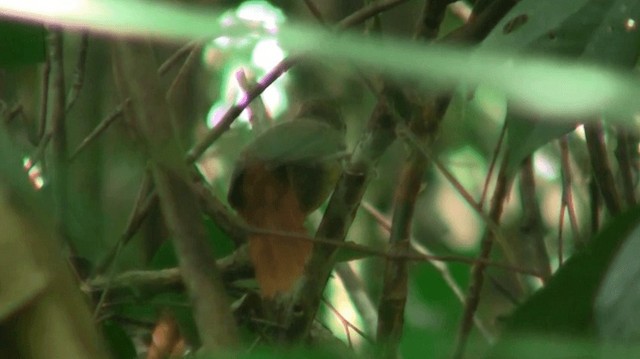 Ochre-throated Foliage-gleaner (turdinus) - ML200893081