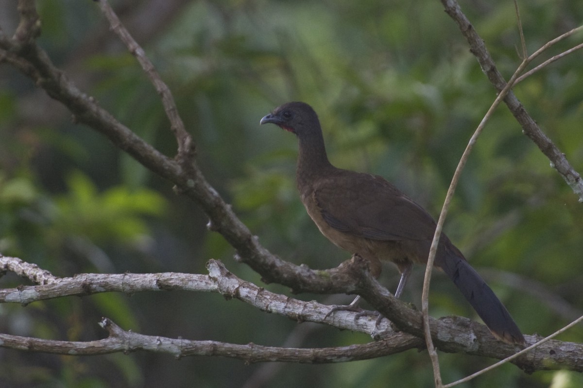 Plain Chachalaca - ML20089331