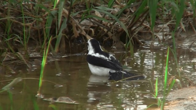 Pied Water-Tyrant - ML200893471