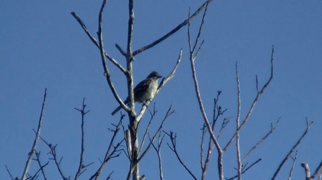 Plain-crested Elaenia - ML200893481