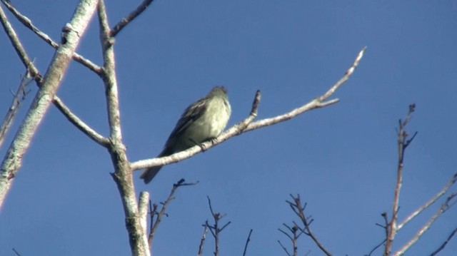 Plain-crested Elaenia - ML200893491