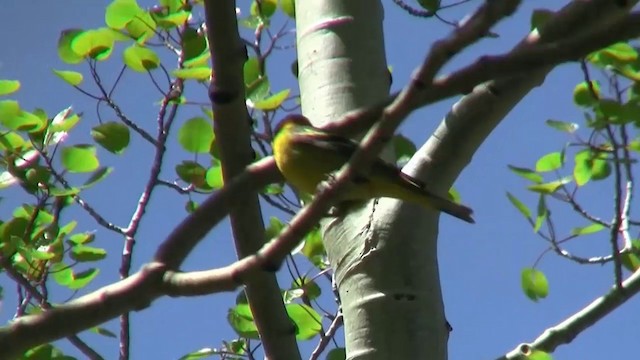 Western Tanager - ML200893501