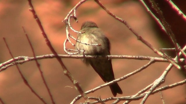 Western Wood-Pewee - ML200893521