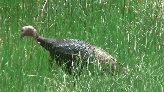 Wild Turkey - ML200893601