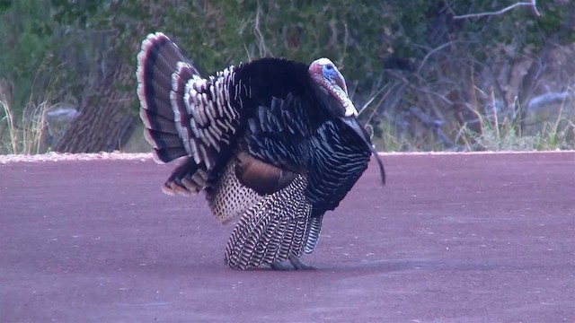 Guajolote Gallipavo - ML200893611