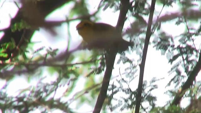 Wilson's Warbler (pileolata) - ML200893651