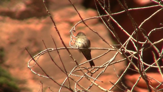 Western Wood-Pewee - ML200893771