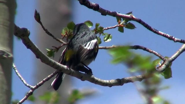 キヅタアメリカムシクイ（auduboni） - ML200893931