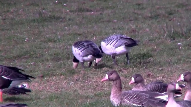 Barnacle Goose - ML200894151