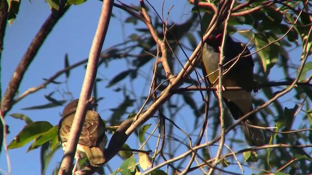 Australasian Figbird - ML200894221