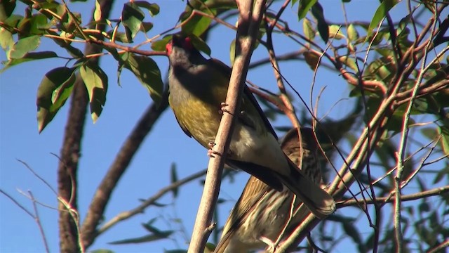 Australasian Figbird - ML200894231