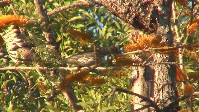 Olive-backed Oriole - ML200894321