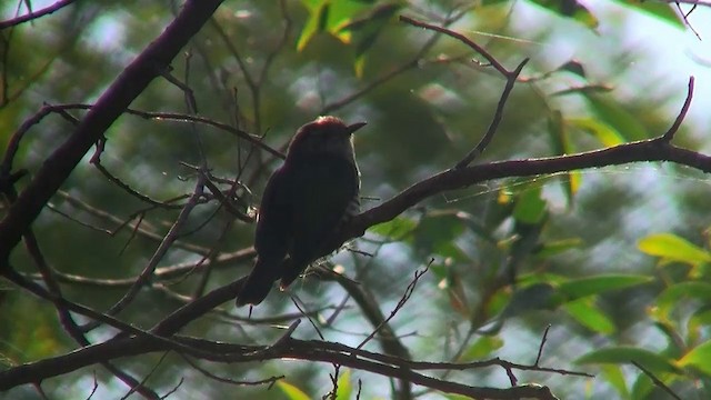 kukačka blýskavá (ssp. lucidus) - ML200894341