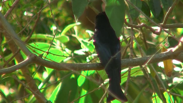 Drongo Escamoso (grupo bracteatus) - ML200894371