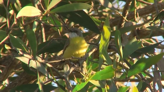 White-throated Gerygone - ML200894431