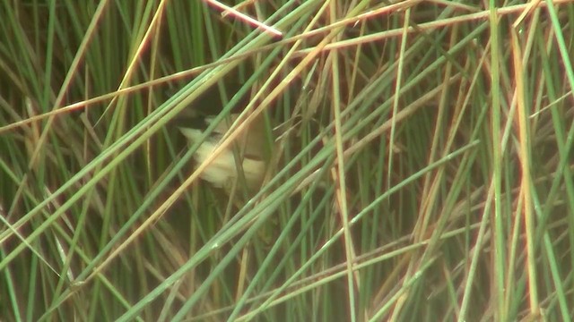 Black-backed Bittern - ML200894491