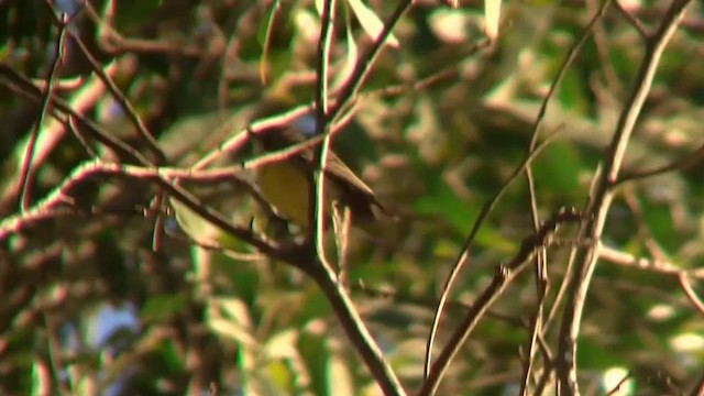 White-throated Gerygone - ML200894541