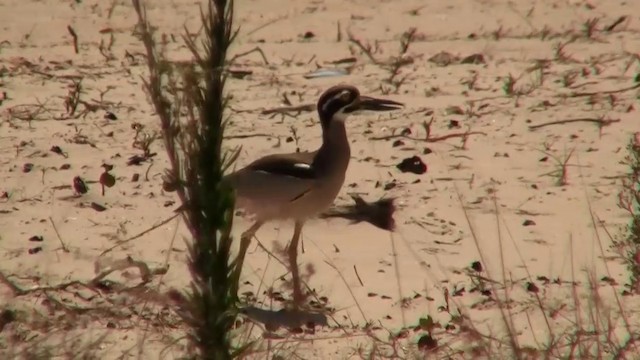 Beach Thick-knee - ML200894651