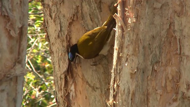 Blue-faced Honeyeater (Blue-faced) - ML200894661