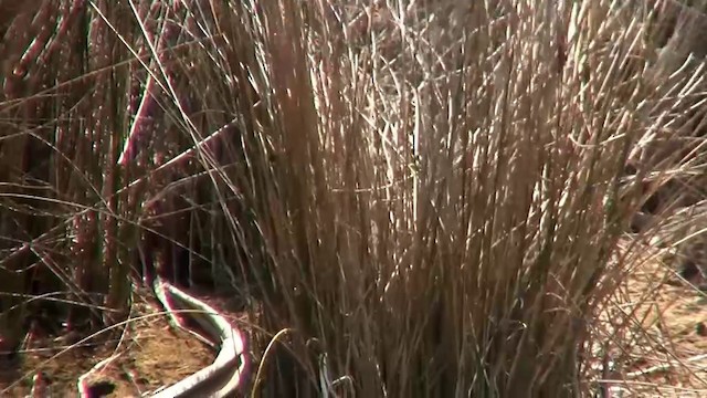 Buff-banded Rail - ML200894671