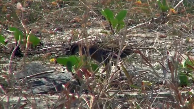 Buff-banded Rail - ML200894681