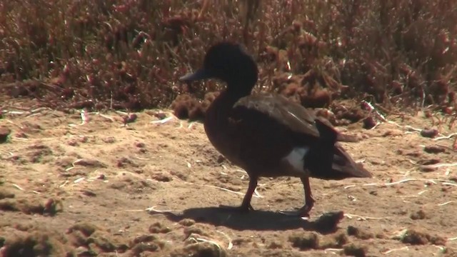 Chestnut Teal - ML200894691