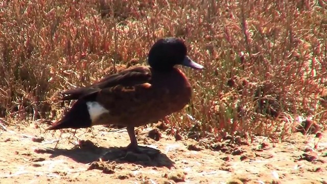 Chestnut Teal - ML200894701