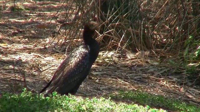 Little Black Cormorant - ML200894721