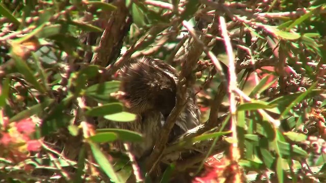 Little Wattlebird - ML200894731