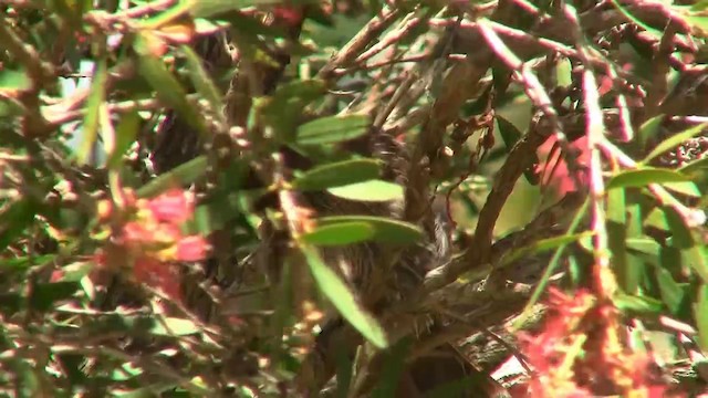 Little Wattlebird - ML200894741