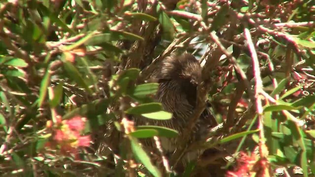 Little Wattlebird - ML200894751