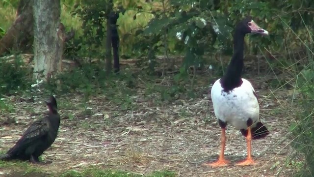 Magpie Goose - ML200894761