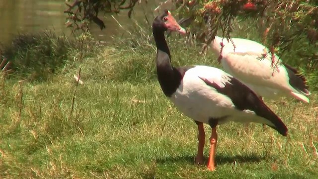 Magpie Goose - ML200894771