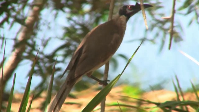 Noisy Friarbird - ML200894781