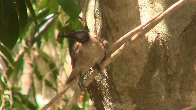 Noisy Friarbird - ML200894791