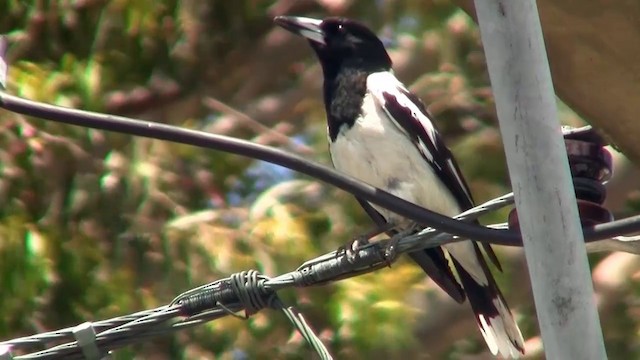 Pied Butcherbird - ML200894801