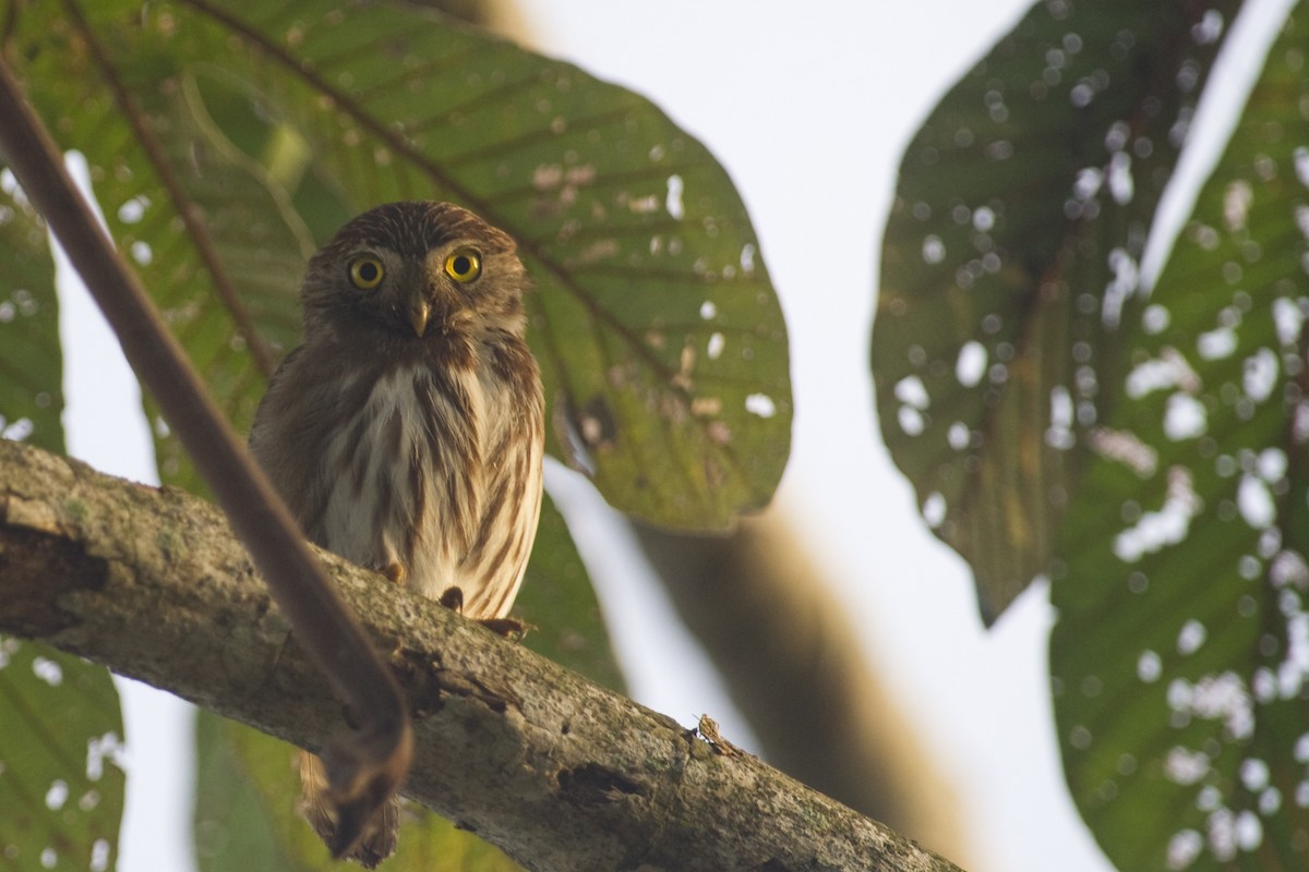 Ferruginous Pygmy-Owl - John Cahill xikanel.com