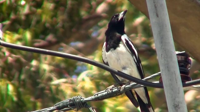 Pied Butcherbird - ML200894811