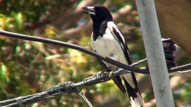 Pied Butcherbird - ML200894821